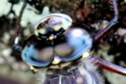 Conehead Darner (Austroaeschna subapicalis)